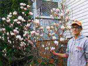 magnolia planting and care in the open field in the suburbs