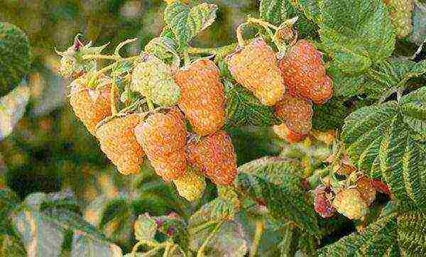 raspberry remontant orange miracle planting and care in the open field