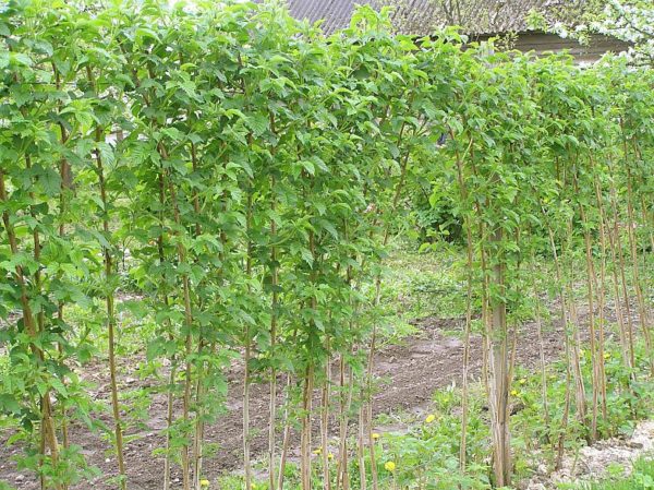 raspberry remontant orange miracle planting and care in the open field