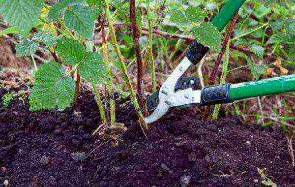 raspberry remontant orange miracle planting and care in the open field