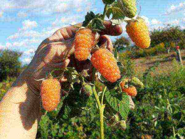 raspberry remontant orange miracle planting and care in the open field