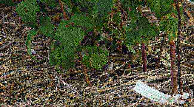 raspberry remontant penguin planting and care in the open field