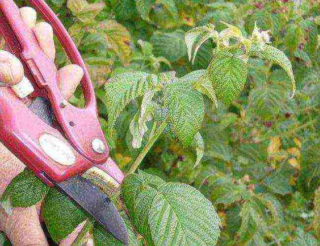 raspberry remontant penguin planting and care in the open field