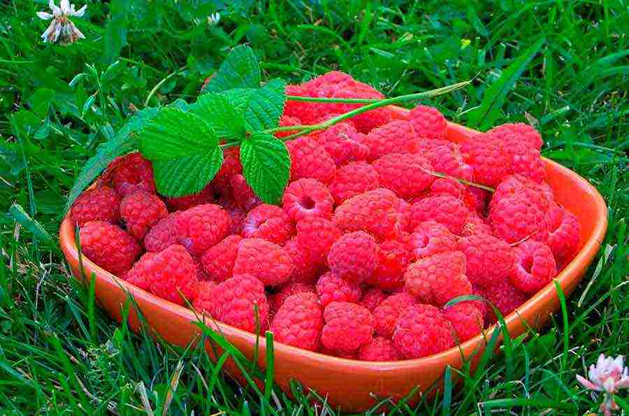 raspberry remontant penguin planting and care in the open field