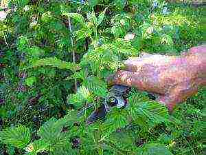 raspberry remontant varieties planting and care in the open field