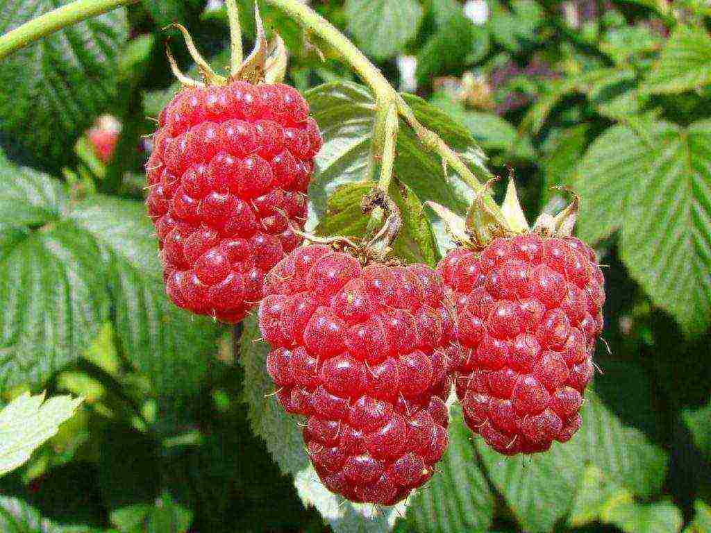 raspberry remontant varieties pagtatanim at pangangalaga sa bukas na bukid