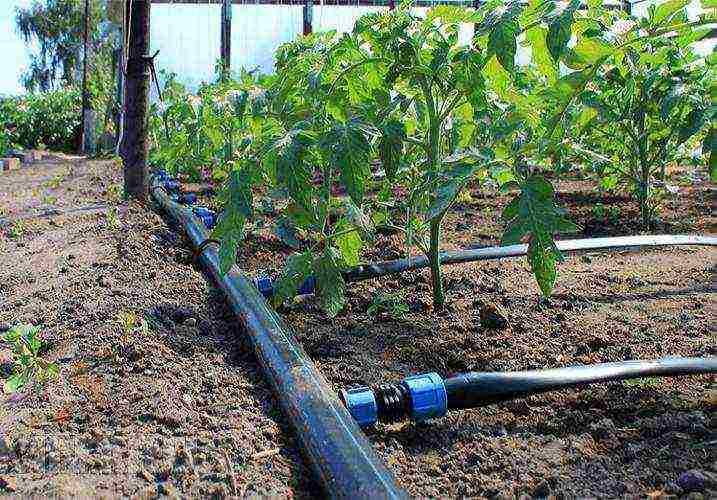 raspberry remontant varieties planting and care in the open field