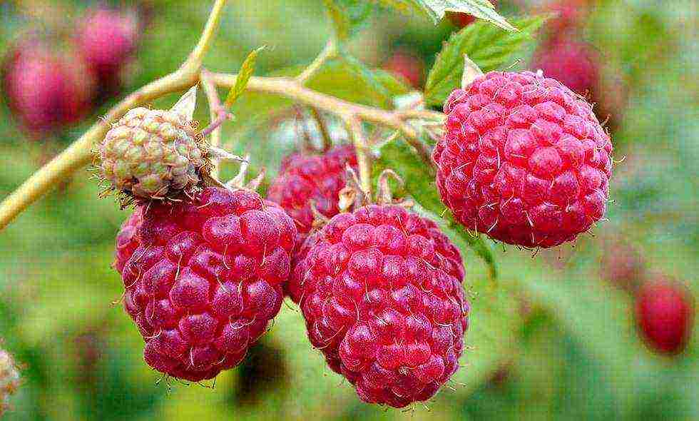 raspberry remontant varieties planting and care in the open field