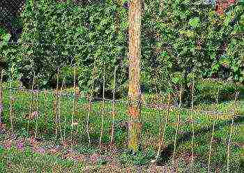 raspberry remontant varieties planting and care in the open field