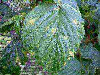 raspberry remontant varieties planting and care in the open field