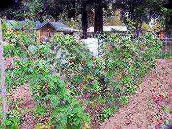 raspberry remontant yellow planting and care in the open field