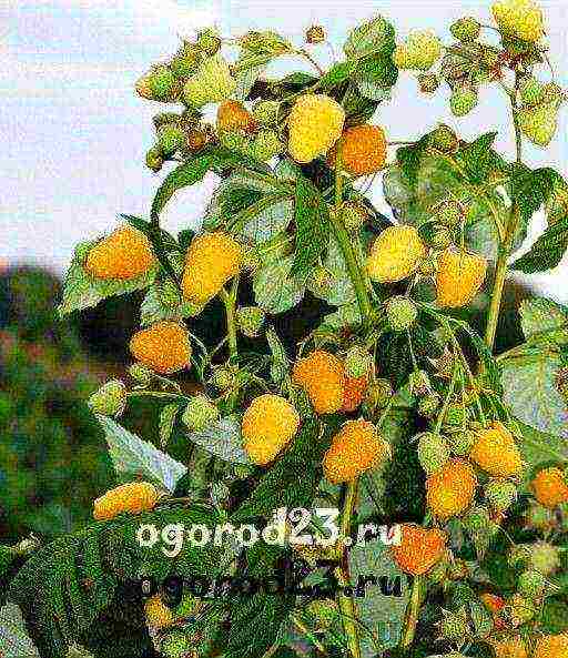 raspberry remontant yellow planting and care in the open field