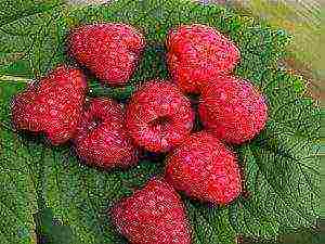 raspberries are the best varieties