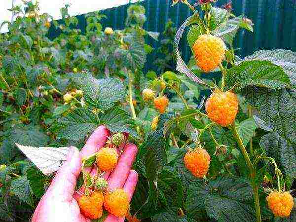 raspberry yellow giant planting and care in the open field