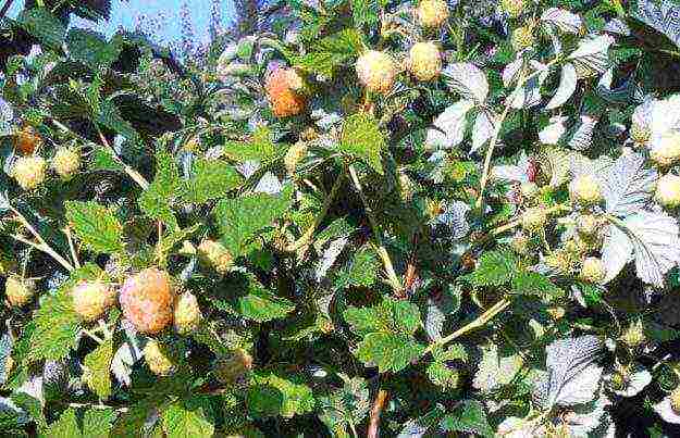 raspberry yellow giant planting and care in the open field