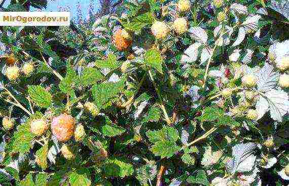 raspberry dilaw na higanteng pagtatanim at pangangalaga sa bukas na bukid