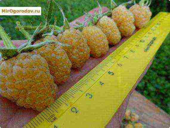 raspberry yellow giant planting and care in the open field