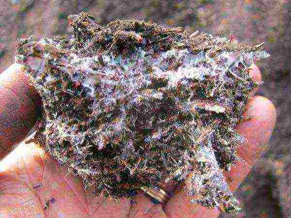 mushroom mycelium how to grow at home