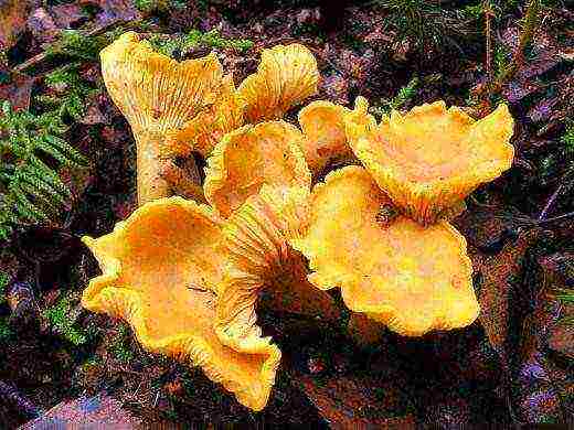 chanterelle mycelium kung paano lumaki sa bahay