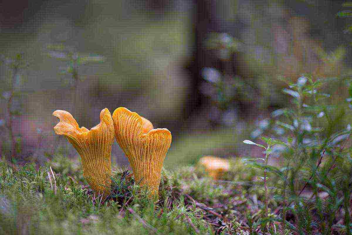 chanterelle mycelium kung paano lumaki sa bahay