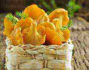 chanterelle mycelium how to grow at home