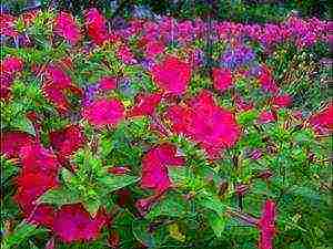 mirabilis night beauty planting and care in the open field