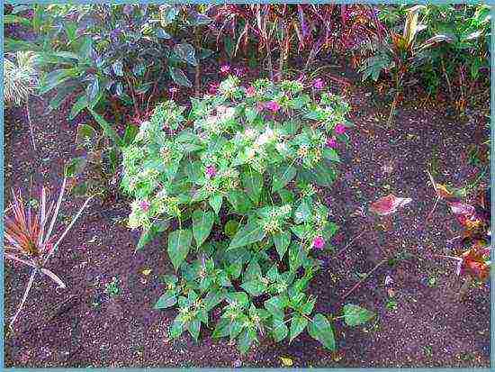 mirabilis night beauty planting and care in the open field