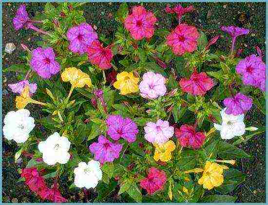 mirabilis night beauty planting and care in the open field