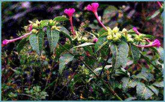 mirabilis night beauty planting and care in the open field