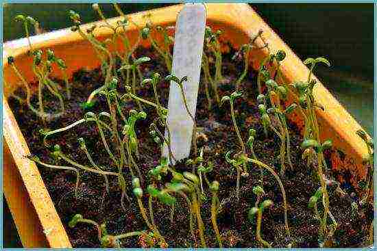 mirabilis planting and care in the open field in the leningrad region