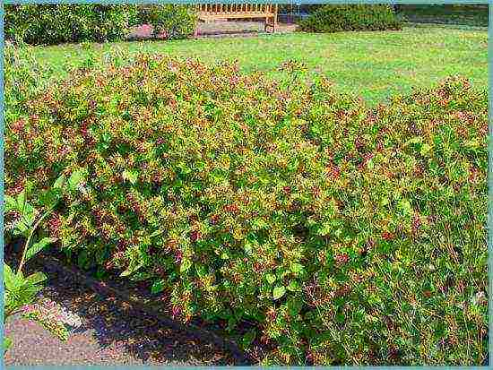 mirabilis planting and care in the open field in the leningrad region