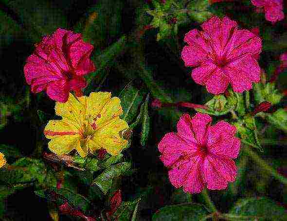 mirabilis planting and care in the open field in the leningrad region