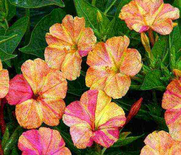 mirabilis planting and care in the open field in the leningrad region