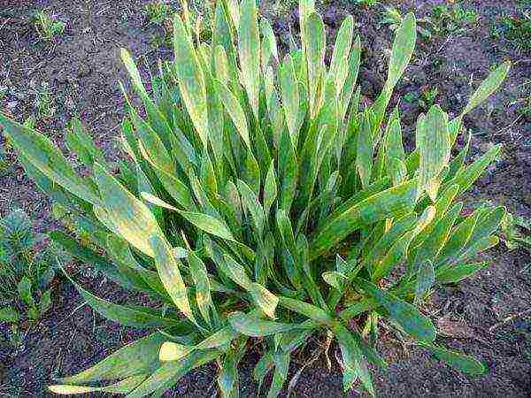 perennial onions for greens planting and care in the open field