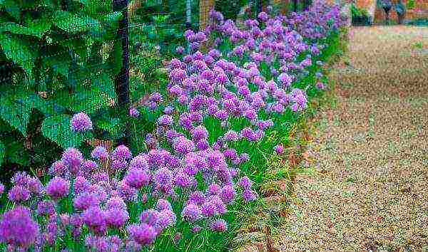 perennial onions for greens planting and care in the open field