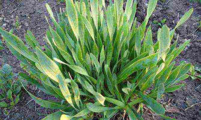 perennial onions for greens planting and care in the open field