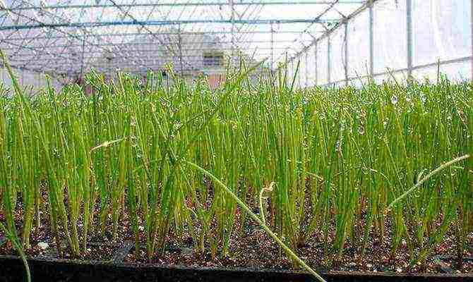 perennial onions for greens planting and care in the open field