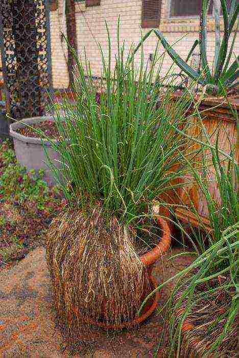 perennial onions for greens planting and care in the open field