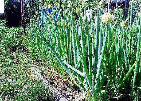 pangmatagalan na mga sibuyas para sa pagtatanim ng mga gulay at pangangalaga sa bukas na bukid