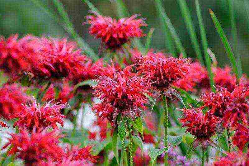 monarda planting and care in the open field in the urals