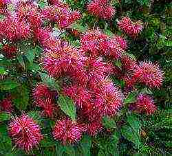 monarda planting and care in the open field in the urals