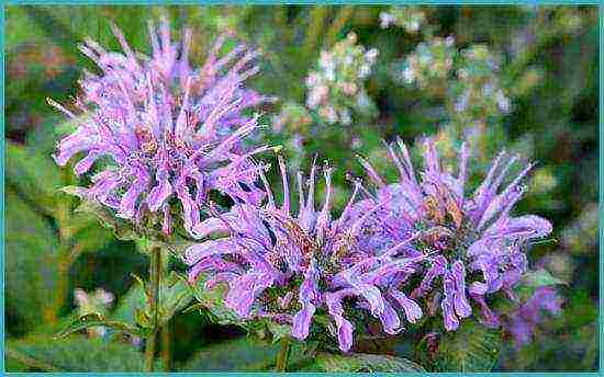 monarda planting and care in the open field in the urals