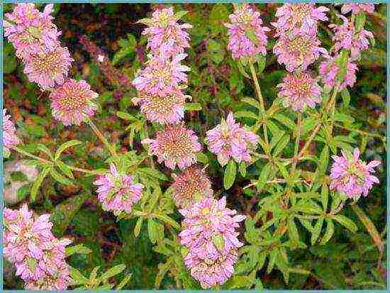 monarda planting and care in the open field in the urals