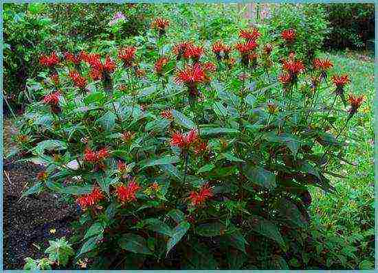 monarda planting and care in the open field in the urals