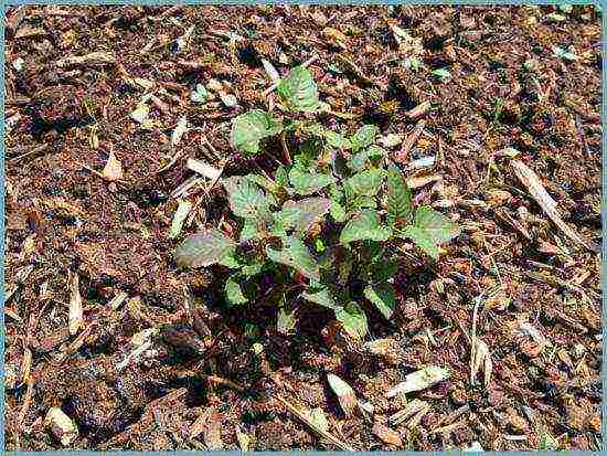 monarda planting and care in the open field in the urals