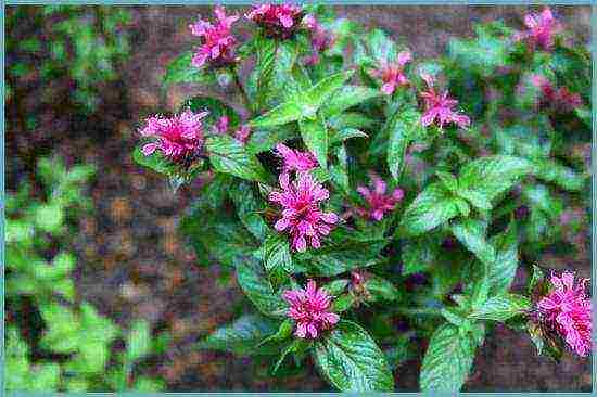 monarda planting and care in the open field in the urals