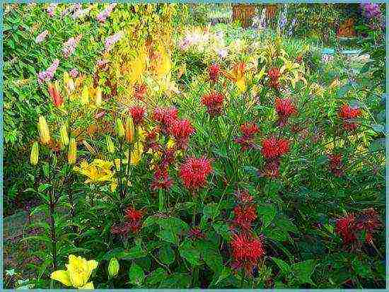 pagtatanim at pag-aalaga ng monarda sa bukas na bukid sa mga ural