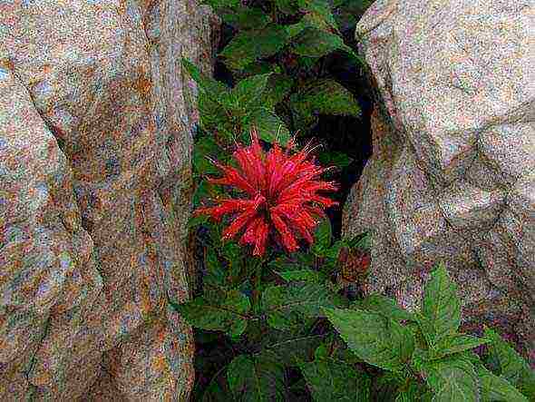 monarda planting and care in the open field in the urals