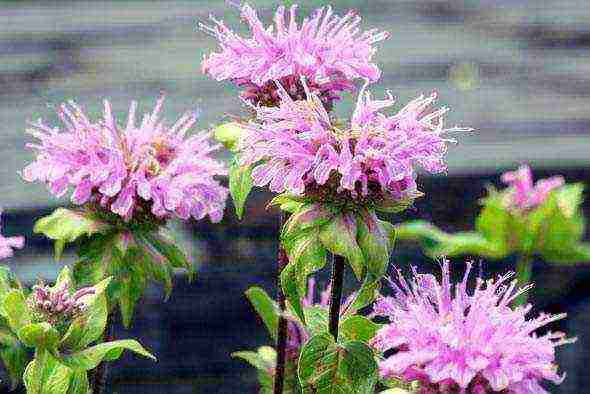 monarda planting and care in the open field in the urals