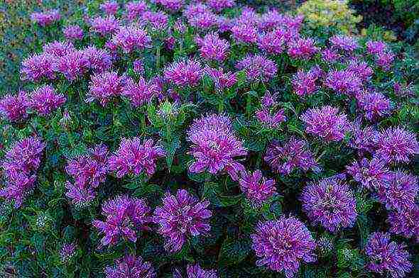 monarda planting and care in the open field in the urals